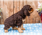 Small Photo #16 Cocker Spaniel Puppy For Sale in WAKARUSA, IN, USA