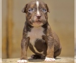 Puppy 3 American Bully