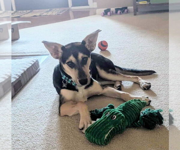 Medium Photo #3 Australian Shepherd-Rat Terrier Mix Puppy For Sale in Bryant, AR, USA