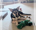Small #2 Australian Shepherd-Rat Terrier Mix