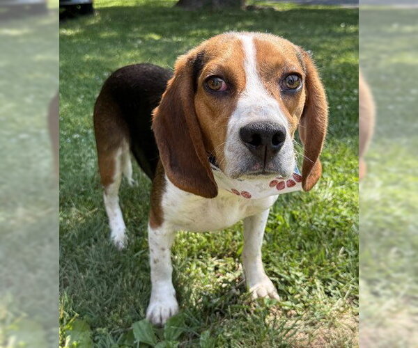 Medium Photo #1 Beagle-Unknown Mix Puppy For Sale in Warrenton, VA, USA