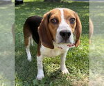Small Beagle Mix