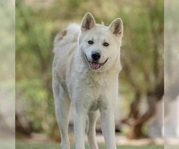 Medium Photo #3 Siberian Husky-Unknown Mix Puppy For Sale in Las Vegas, NV, USA