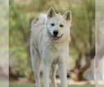 Small #2 Siberian Husky Mix