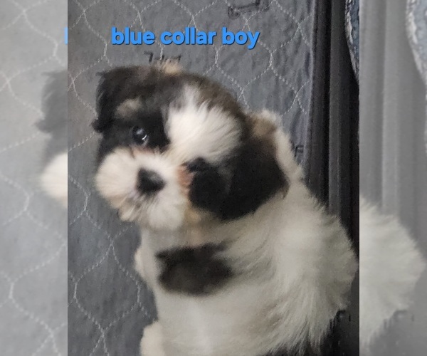 Medium Photo #17 Shih Tzu Puppy For Sale in WOODSFIELD, OH, USA