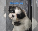 Small #2 Shih Tzu