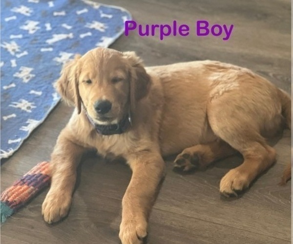 Medium Photo #2 Golden Retriever Puppy For Sale in FRESNO, CA, USA