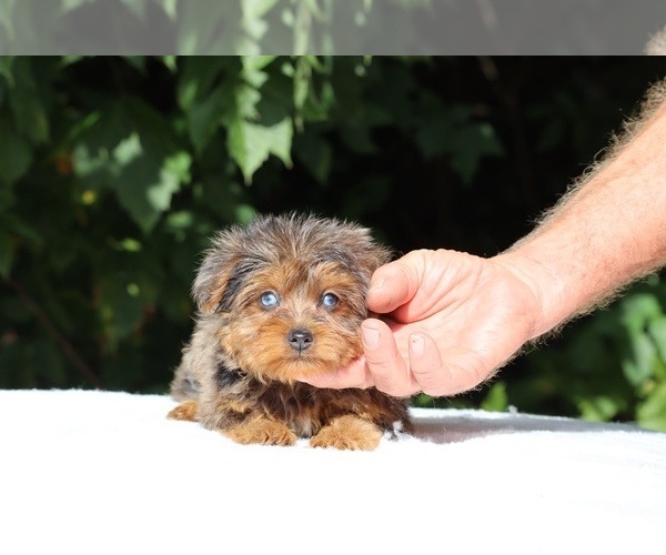 Medium Photo #3 Yorkiepoo mix (+ Poodle Toy) Puppy For Sale in DYERSBURG, TN, USA