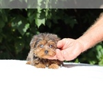 Small #2 Yorkiepoo mix (+ Poodle Toy)