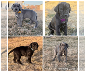 Great Dane Litter for sale in OLATHE, CO, USA