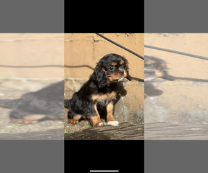 Morkie Puppy for sale in NILES, MI, USA