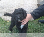 Puppy 8 Bernedoodle