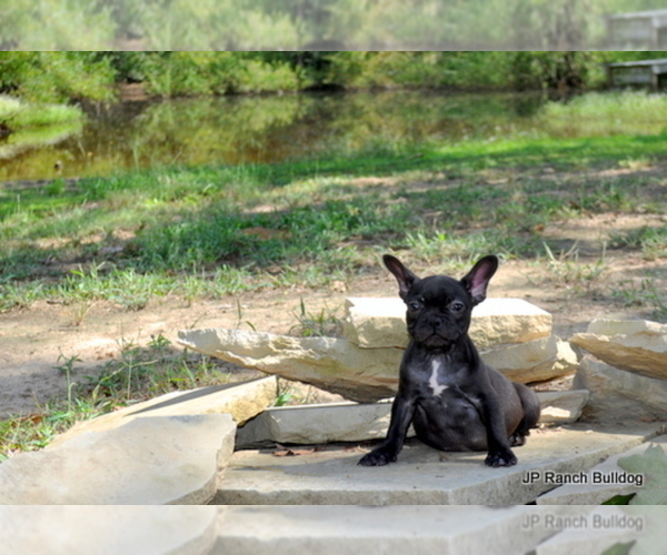 Medium Photo #5 French Bulldog Puppy For Sale in ROYSE CITY, TX, USA