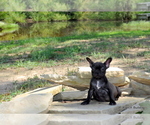 Small Photo #5 French Bulldog Puppy For Sale in ROYSE CITY, TX, USA