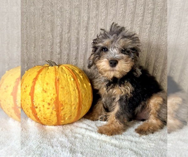 Medium Photo #1 Bernedoodle (Miniature) (+ Poodle Miniature) Puppy For Sale in INDIANAPOLIS, IN, USA