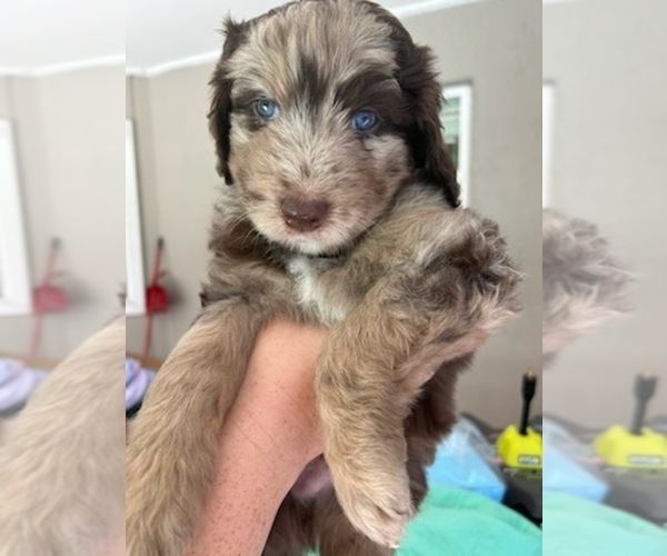 Medium Photo #33 Aussiedoodle Puppy For Sale in LONGWOOD, FL, USA