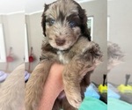 Small Photo #33 Aussiedoodle Puppy For Sale in LONGWOOD, FL, USA
