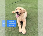 Small #2 Golden Retriever