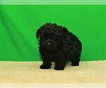 Small Photo #2 Poodle (Toy) Puppy For Sale in SHAWNEE, OK, USA