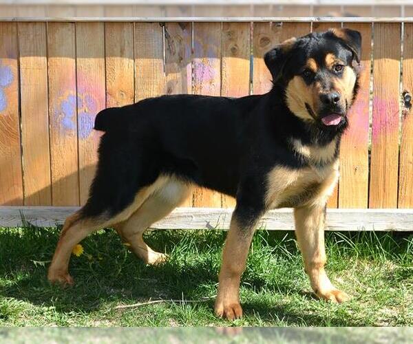 Medium Photo #1 Rottweiler-Unknown Mix Puppy For Sale in West Valley, UT, USA