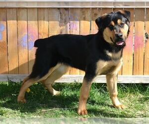 Rottweiler-Unknown Mix Dogs for adoption in West Valley, UT, USA