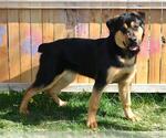 ALAN BARKIN - Male Rottweiler-Unknown Mix Dog for Adoption - Small photo