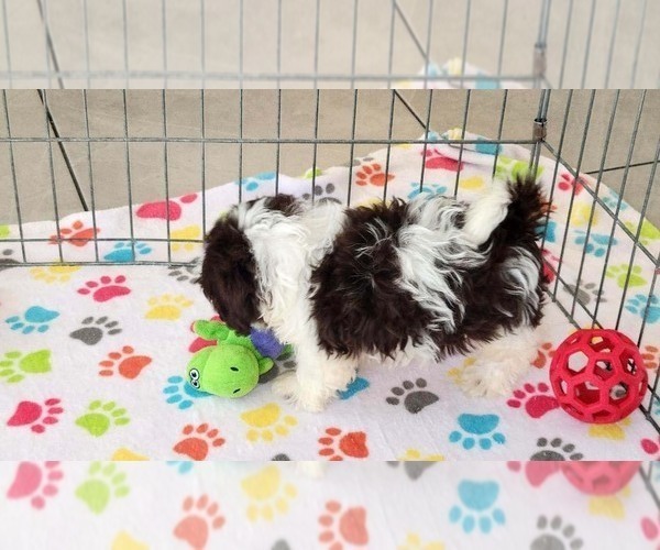 Medium Photo #3 ShihPoo Puppy For Sale in ORO VALLEY, AZ, USA