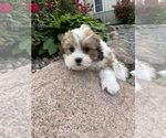 Small #1 ShihPoo