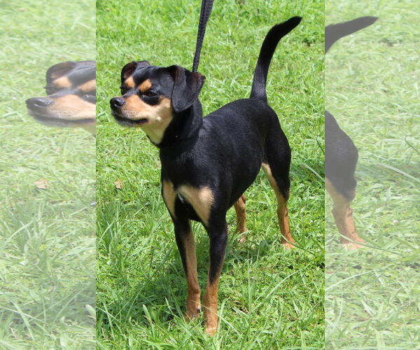 Medium Photo #2 Chipin Puppy For Sale in Prattville, AL, USA