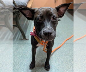 American Pit Bull Terrier-Unknown Mix Dogs for adoption in Boston, MA, USA