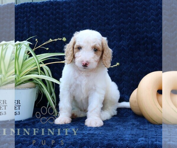 Medium Photo #3 Goldendoodle Puppy For Sale in NARVON, PA, USA