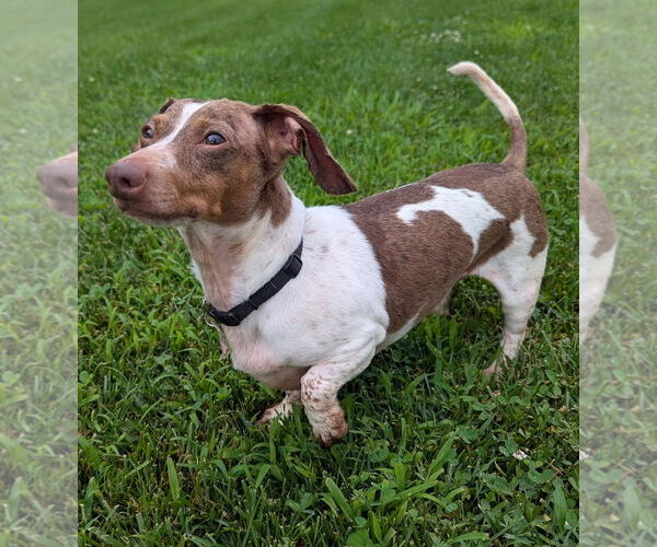 Medium Photo #4 Dachshund Puppy For Sale in Shelbyville, TN, USA