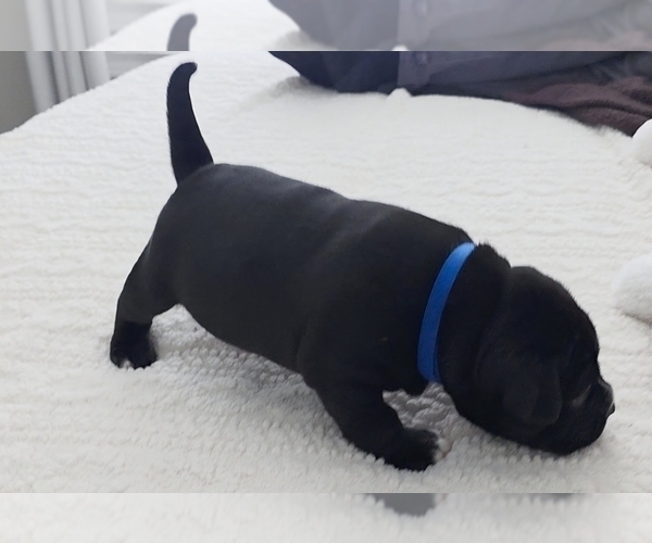 Medium Photo #2 American Bully Puppy For Sale in PADUCAH, KY, USA