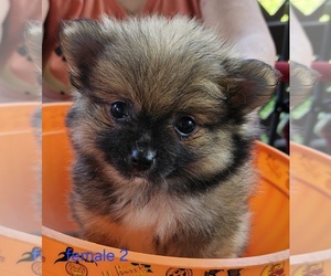 Pomeranian Puppy for Sale in CONKLIN, New York USA