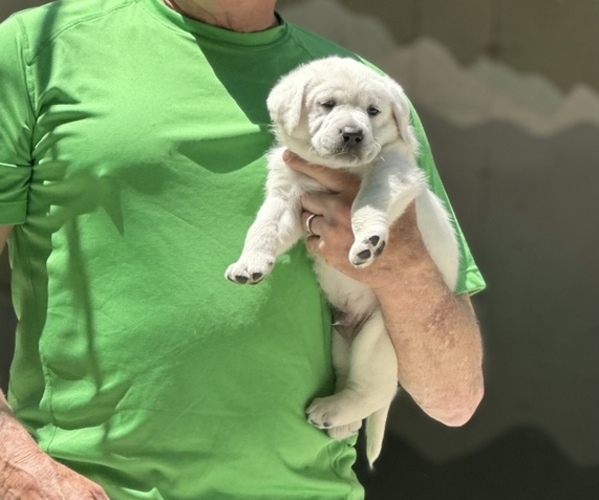 Medium Photo #4 Labrador Retriever Puppy For Sale in GREER, SC, USA