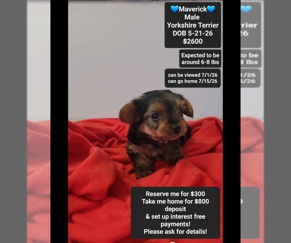 Medium Photo #1 Yorkshire Terrier Puppy For Sale in TUCSON, AZ, USA