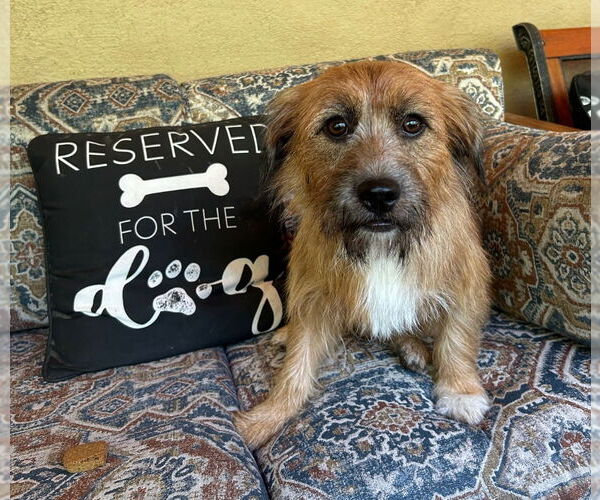 Medium Photo #1 Mutt Puppy For Sale in Ellijay, GA, USA