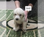 Small #1 Great Pyrenees