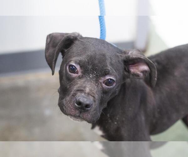 Medium Photo #1 Boxer-Unknown Mix Puppy For Sale in Mountain Home, AR, USA