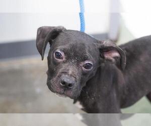 Boxer-Unknown Mix Dogs for adoption in Mountain Home, AR, USA