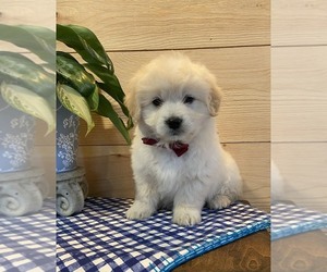 English Cream Golden Retriever-Poodle (Miniature) Mix Puppy for sale in JADWIN, MO, USA