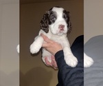 Small Photo #1 English Springer Spaniel Puppy For Sale in PARKER, CO, USA