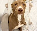 Small #1 American Pit Bull Terrier Mix
