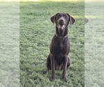 Small #2 Labrador Retriever