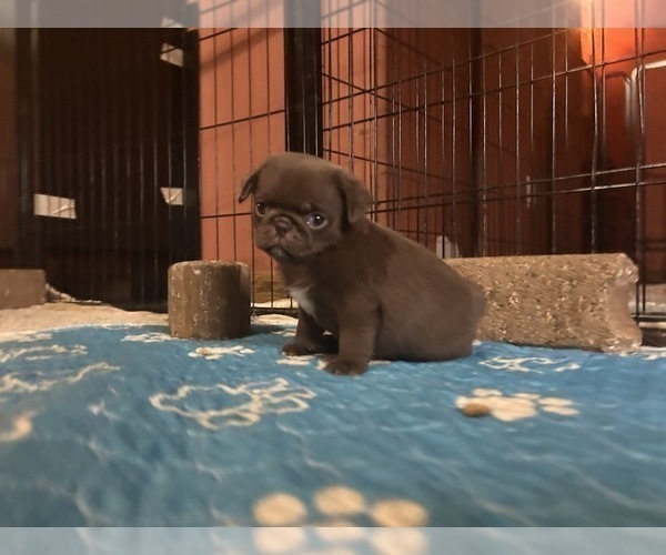 Medium Photo #10 Pug Puppy For Sale in BLOOMINGTON, IL, USA