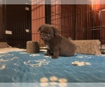 Small Photo #10 Pug Puppy For Sale in BLOOMINGTON, IL, USA