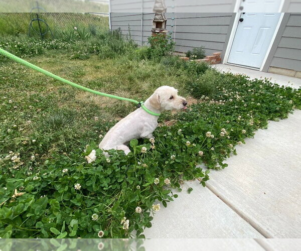 Medium Photo #4 Mutt Puppy For Sale in Salt Lake City, UT, USA