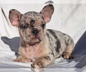French Bulldog Puppy for sale in NEW YORK, NY, USA