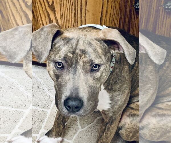 Medium Photo #1 American Pit Bull Terrier-American Staffordshire Terrier Mix Puppy For Sale in Staten Island, NY, USA