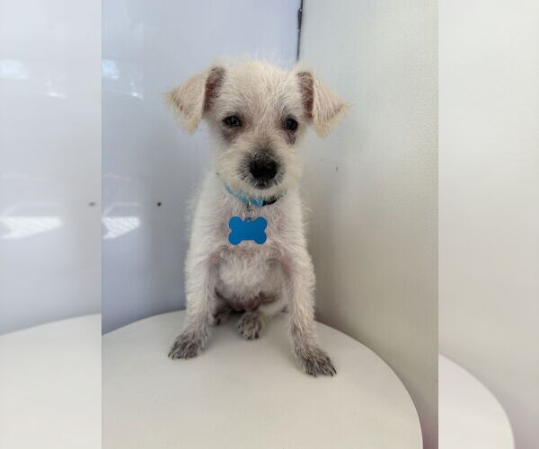 Medium Photo #4 Mutt Puppy For Sale in Studio City, CA, USA